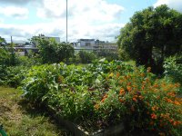garden 7 2 2017 002.JPG garden 7 2 2017 002.JPG