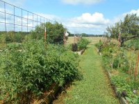 garden 7 2 2017 004.JPG garden 7 2 2017 004.JPG