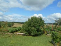 garden 7 2 2017 005.JPG garden 7 2 2017 005.JPG