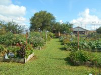 garden 7 2 2017 007.JPG