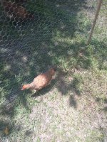 IMG_20170704_134410.jpg