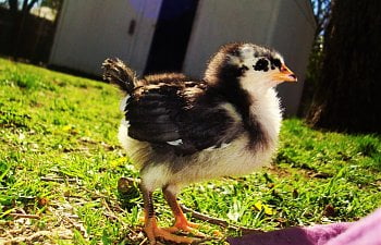 Raising and taking care of Baby Chicks.