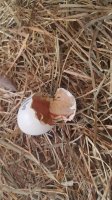 20170618_081037.jpg