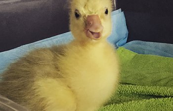 New gosling