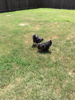 IMG_0402.JPG