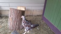 20170616_130331.jpg