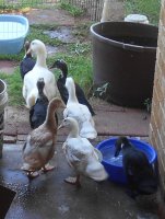 Cleome and ducks 009.JPG