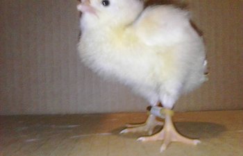 How "We" Correct Splayed Legs on New Chicks.