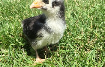 IMG_2502.JPG