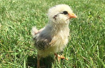 IMG_2508.JPG
