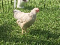 chickie8.JPG