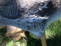 IMG_1866.JPG