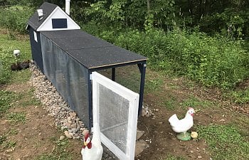 10 Things to Consider When Building a Chicken Coop