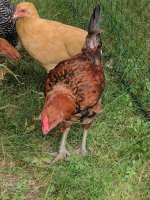 Rooster view 1.jpg