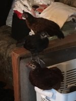 IMG_0134.JPG