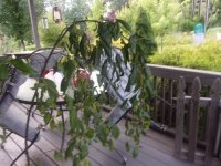 wilt tree 004.JPG