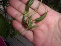 wilt tree 006.JPG