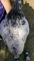 20170710_101359.jpg