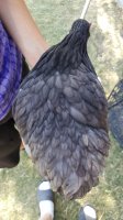 20170710_094438.jpg