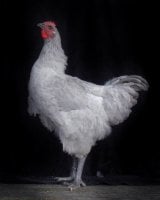 cock2.jpg