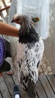 20170711_131512.jpg