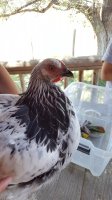 20170711_131550.jpg