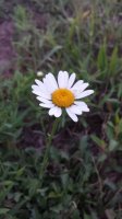 Flower 3.jpg