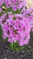 Flower 6.jpg