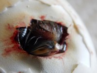 DSCN0485 (Large).JPG