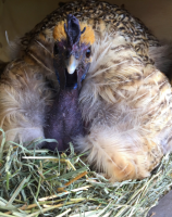 Screen Shot 2017-07-11 at 12.14.56 pm.png