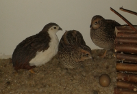 Tuxedo male with hens and egg.PNG