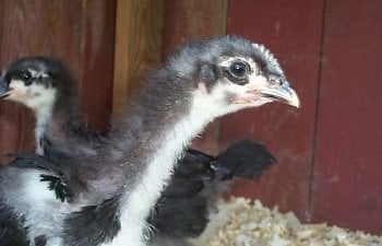 jersey giant chicken chicks