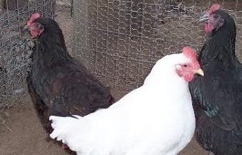 jersey giant chicken colors