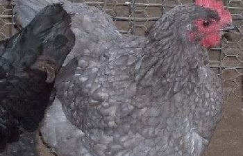 jersey blue giant chicken