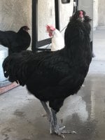 black amerucana 1 .jpg