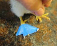 Destiny chicken boot 2.jpg