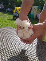 IMG-20170714-WA0000.jpg