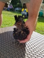 IMG-20170714-WA0002.jpg
