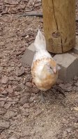 DSC_1156.JPG