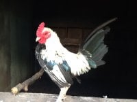image.jpeg
