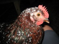IMG_1474.JPG