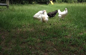 IMG_9223.JPG