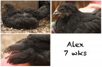 Alex 7wks.jpg Alex 7wks.jpg