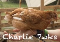 charlie 7wks.jpg charlie 7wks.jpg