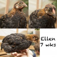 ellen 7wks.jpg ellen 7wks.jpg