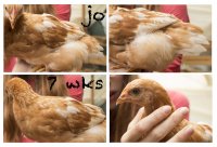 jo 7wks.jpg jo 7wks.jpg