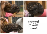 nugget 7wks.jpg nugget 7wks.jpg