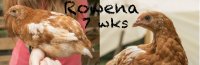 rowena 7wks.jpg rowena 7wks.jpg