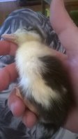 WP_20170715_001.jpg
