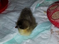 Might y Duck 20170715.jpg